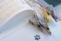 Le diagnostic de la cardiomyopathie hypertrophique chez le chat