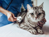 Un vétérinaire ausculte un chat cardiaque avec un stéthoscope