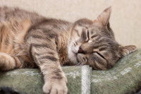 Un chat fatigué allongé sur une couverture