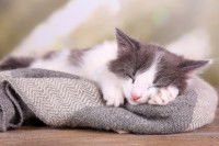 Un chaton allongé sur un coussin