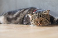 Un chat malade dort allongé sur le parquet
