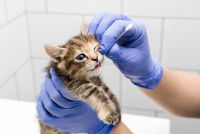 Un vétérinaire fait un prélèvement salivaire sur un chaton