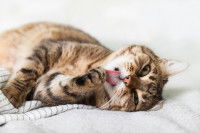 Un chat tigré allongé sur un drap se lèche la patte