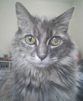 Un chat tigré à poil long souffrant de la cataracte à l'œil gauche