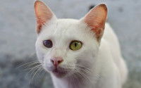 Un chat blanc souffrant de la cataracte à l'œil droit