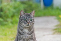 Un chat tigré assis sur un sentier