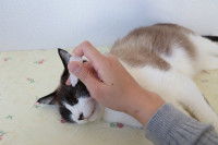 Une maitresse soigne les yeux de son chat à l'aide de goutte