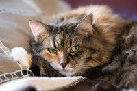 Un chat tricolore inquiet est allongé sur un lit