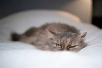 Un chat avec un air malade et mécontent est couché sur le lit