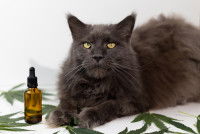 Un gros chat gris allongé à côté d'huile de CBD