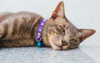 Un chat somnolent est allongé sur le lit