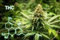Un plant de chanvre et le symbole du THC