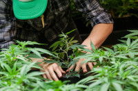 Un homme en train de planter du chanvre dans un champ