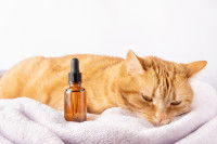 Un chat roux somnolent à côté d'un flacon de CBD
