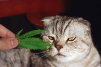 Chat qui sent une feuille de cannabis