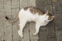 Un chat amputé de la patte avant est allongé sur le sol