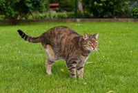 Un chat tigré amputé de la patte arrière