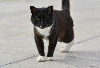 Un chat noir et blanc amputé d'une patte arrière