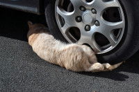 Un chat roux renversé par une voiture