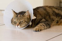 Un chat épuisé avec une collerette est couché sur le sol