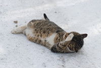 Un chat avec trois pattes est allongé sur le sol