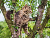Un chat à poil long perché dans les branches d'un arbre