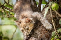 Un chaton tente de redescendre de l'arbre dans lequel il est monté