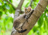 Un chaton coincé dans un arbre après avoir grimpé trop haut