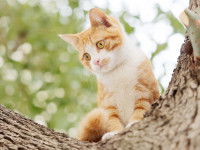 Un petit chat roux et blanc perché dans un arbre