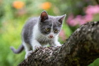 Un chaton blanc et gris accroché à la branche d'un arbre