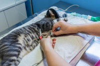 Un vétérinaire place un chat tigré sous respirateur et perfusion