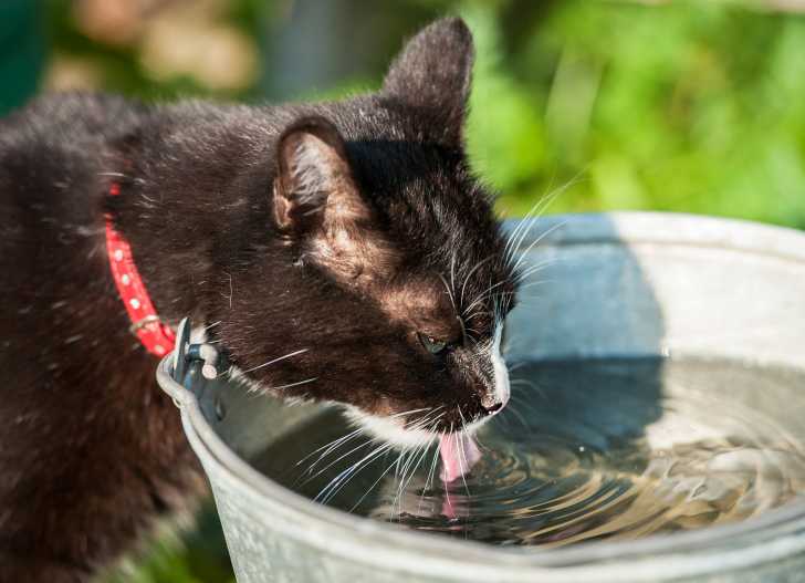 Chat Diabetique Le Diabete Sucre Du Chat