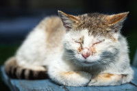 Un chat malade et avec de la fièvre dort sur un banc