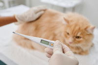 Un vétérinaire prend la température d'un chat roux