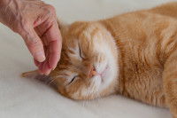 Une femme touche le front de son chat pour vérifier sa température