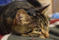 Un chat mal en point allongé sur une couverture