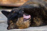 Un chat écaille de tortue crie allongé sur le sol