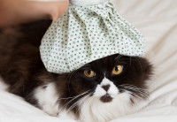 Un chat noir et blanc couché avec une bouillote sur la tête
