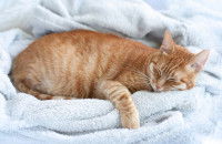 Un chat roux se repose sur une couverture