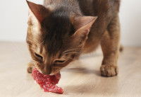 Un Abyssin mange un morceau de viande crue