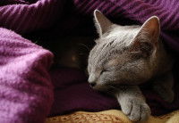 Un chat dort sous une couverture