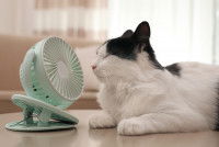 Un chat se rafraîchit avec un petit ventilateur