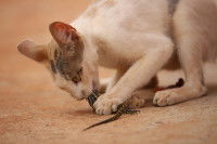 Un chat tricolore mange un lézard