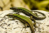 Deux lézards verts sur un rocher