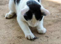 Un chat noir et blanc attrape un lézard avec sa patte