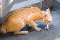 Un chat roux en train de manger un lézard