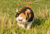 Un chat tricolore vomit dans l'herbe