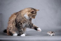 Un chat tente d'attraper une souris sur un fond gris
