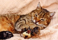 Un chat tigré joue avec un jouet en forme de souris
