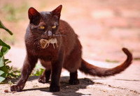 Un chat noir tient une souris morte dans sa gueule